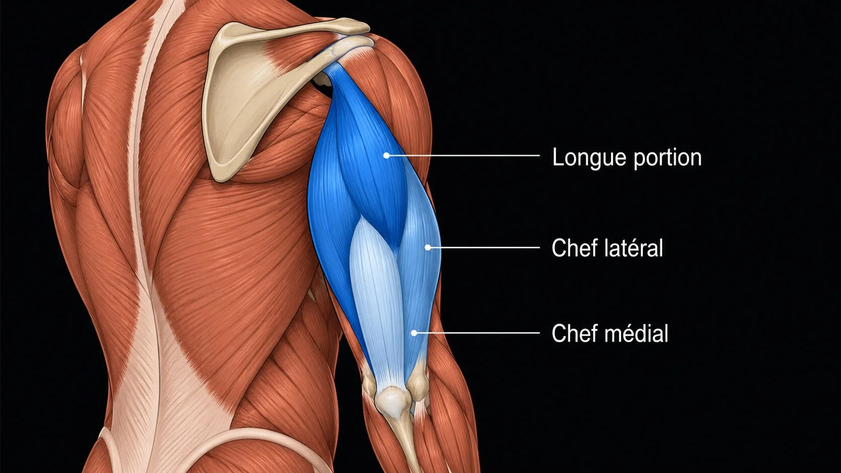 Anatomie du triceps brachial vue postérieure : longue portion, chef latéral, chef médial surlignés en bleu